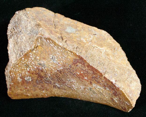 Polished, Agatized Dinosaur Bone - Colorado #11445